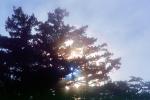 foggy misty tree, sun glow, NPNV14P15_06