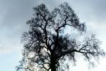 Bare Oak Tree, Mount Diablo, Contra Costa County, NPNV15P01_01