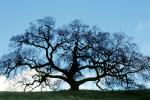 Bare Oak Tree fractals, Mount Diablo, Contra Costa County, NPNV15P01_02
