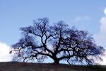 Bare Oak Tree, Mount Diablo, Contra Costa County