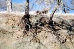Erosion, dirt, cross-section, Forest, exposed root system, Mount Diablo, NPNV15P01_10