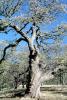 Twisted knarled Oak Tree, Mount Diablo, Contra Costa County, twistree