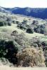 Mount Diablo, Contra Costa County, forest, trees, NPNV15P02_05
