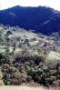 Mount Diablo, Contra Costa County, forest, trees, NPNV15P02_06