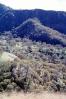 Mount Diablo, Contra Costa County, forest, trees, NPNV15P02_07