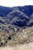 Mount Diablo, Contra Costa County, forest, trees, NPNV15P02_08