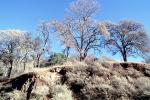 summer, summertime, Erosion, Dessicated Oak Tree, hills, Mount Diablo, Contra Costa County, NPNV15P02_14