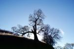 Bare Oak Tree fractals, sky, NPNV15P02_15