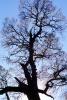 Bare Tree, sky, NPNV15P02_17