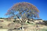 summer, summertime, Dessicated Bare Oak Tree, hills, Mount Diablo, Contra Costa County, NPNV15P03_02