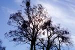 Bare Tree, sky, NPNV15P04_09