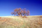 Lone Oaak Tree, hill, Mount Diablo, Contra Costa County, NPNV15P04_14