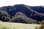 Hills, forest, mountain, Mount Diablo, Contra Costa County, NPNV15P04_15
