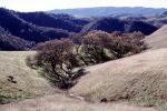 Trees, Hillside, forest, woodlands, Mount Diablo, Contra Costa County, Hills, Hillside, NPNV15P04_18