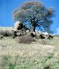 Dry Oak Tree in the Summer, Mount Diablo State Park, NPNV15P05_18B