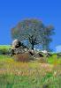 Oak Tree digital painting, Panorama, NPNV15P05_18C