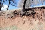 Grass, Dirt, Ground, cross-section, Erosion, Forest, exposed root system