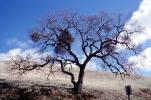 Oak Tree in the Summer, Mount Diablo State Park, NPNV15P06_06