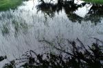 water, wetlands, grass, tidal, reeds, slough, NPNV15P07_02