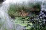 wetlands, reeds, water, slough