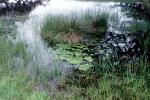 wetlands, reeds, water, slough