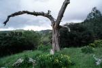 Old Tree, Mount Diablo