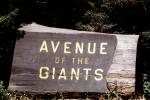 Avenue of the Giants, Humboldt County, NPNV15P07_15