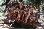Root System of a felled Sequoia Tree, Mariposa Grove