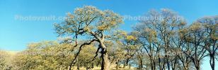 Oak Tree Panorama, NPNV15P08_15