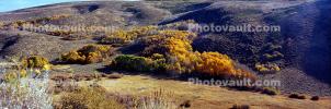 Autumn, Aspen Trees, Sierra-Nevada Mountains, NPNV15P09_07