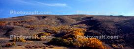 Aspen Trees, Autumn, Sierra-Nevada Mountains, NPNV15P09_08