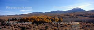 Aspen Trees, Autumn, Sierra-Nevada Mountains, NPNV15P09_10