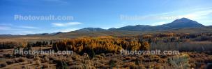 Aspen Trees, Autumn, Sierra-Nevada Mountains