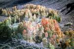 Aspen Trees, a few kilometers north of Mono Lake, autumn, NPNV15P09_17