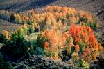 Aspen Trees, a few kilometers north of Mono Lake, autumn, NPNV15P09_19