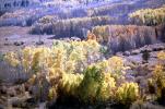 Aspen Trees, a few kilometers north of Mono Lake, autumn