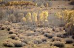 Aspen Trees, a few kilometers north of Mono Lake, autumn, NPNV15P10_09