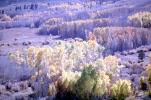 Aspen Trees, a few kilometers north of Mono Lake, autumn, NPNV15P10_10