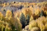 Aspen Trees, a few kilometers north of Mono Lake, autumn, NPNV15P10_12