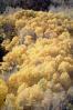 Aspen Trees, a few kilometers north of Mono Lake, autumn, NPNV15P10_13