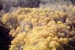 Aspen Trees, a few kilometers north of Mono Lake, autumn, NPNV15P10_16