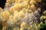 Aspen Trees, a few kilometers north of Mono Lake, autumn, NPNV15P10_17