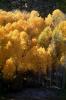 Aspen Trees, a few kilometers north of Mono Lake, Panorama, autumn, hills, NPNV15P11_01