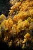 Aspen Trees, a few kilometers north of Mono Lake, Panorama, autumn, NPNV15P11_02