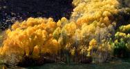 Fall Colors, Quaking Aspen Trees, eastern Sierra-Nevada mountains, NPNV15P11_03B