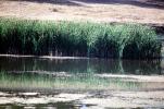 Bullfrog Pond, reeds, wetlands, NPNV15P15_09