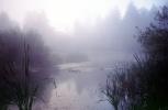 Bullfrog Pond, wetlands, fog, mist, misty, NPNV15P15_14