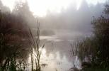 Bullfrog Pond, wetlands, fog, mist, misty