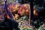 Tree, deciduous forest, autumn, fall colors, NPNV16P01_14
