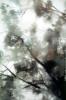 Fog and a Tree, NPNV16P04_09
